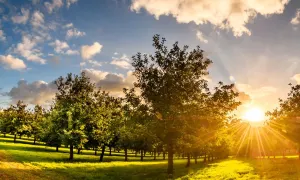 Rocquette Cider Farm